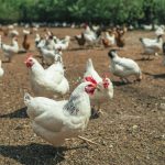 USDA confirms high-pathogenic Avian Influenza in Mississippi commercial chickens